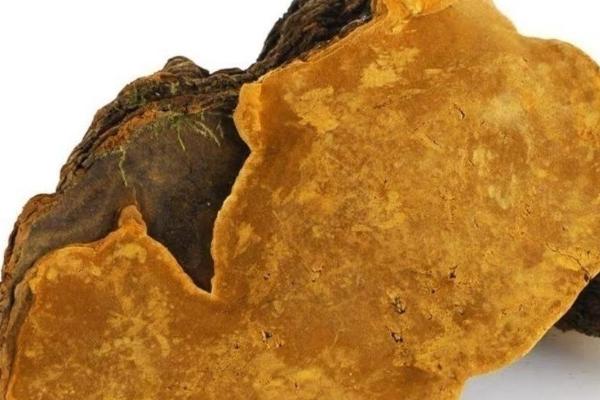 什么是桑黄，是一种呈扇面形状的菌类