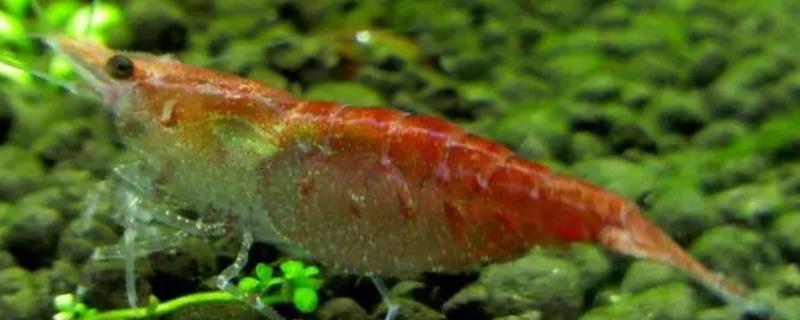 怎么让观赏虾繁殖