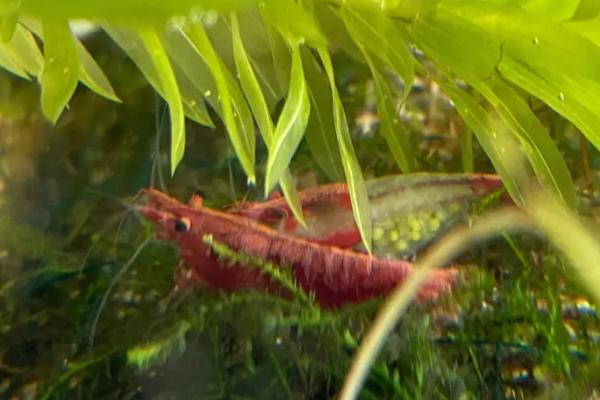 怎么让观赏虾繁殖,首先要调整好水温和水质