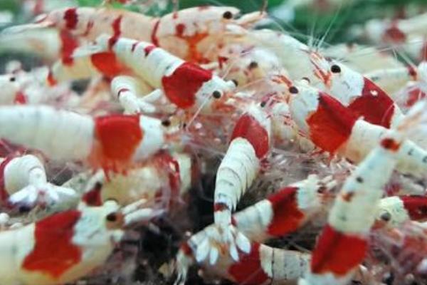 怎么让观赏虾繁殖,首先要调整好水温和水质