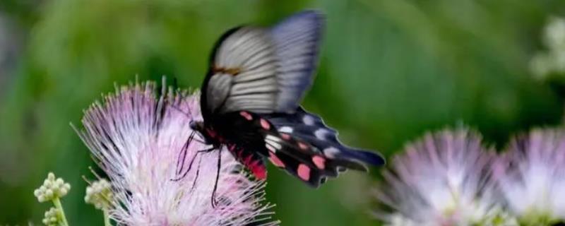 蝴蝶的生活方式