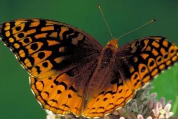 蝴蝶的生活方式,只在白天活动