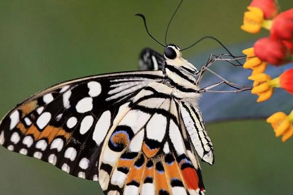 蝴蝶的生活方式,只在白天活动