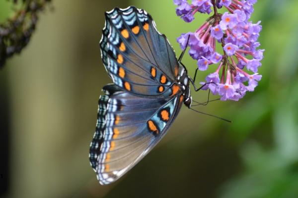 蝴蝶的生活方式,只在白天活动