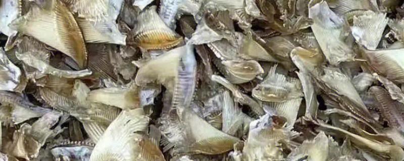 鱼翅是用什么制成