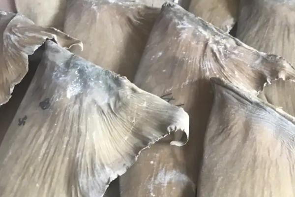 鱼翅是用什么制成,通常用鲨鱼等软骨鱼类的鳍制成