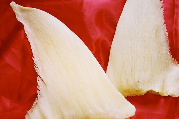 鱼翅是用什么制成,通常用鲨鱼等软骨鱼类的鳍制成