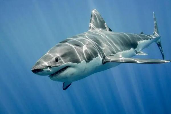 鱼翅是用什么制成,通常用鲨鱼等软骨鱼类的鳍制成