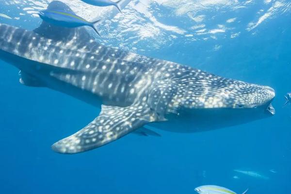 鱼翅是用什么制成,通常用鲨鱼等软骨鱼类的鳍制成