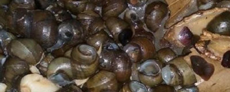 田螺养殖技术