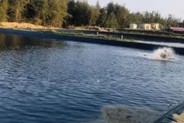 田螺养殖技术,放养的最佳时间为每年3月份