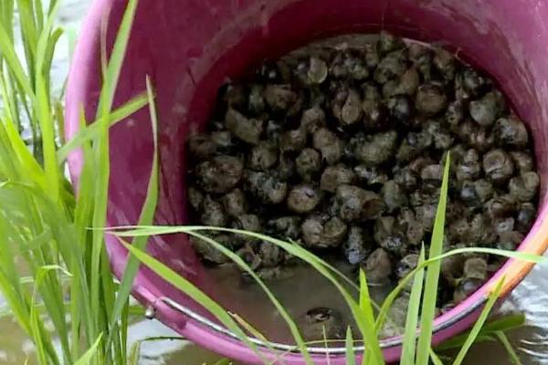 田螺养殖技术,放养的最佳时间为每年3月份