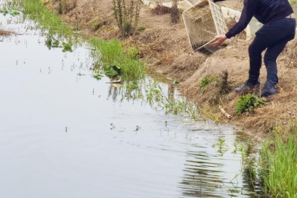 田螺养殖技术,放养的最佳时间为每年3月份