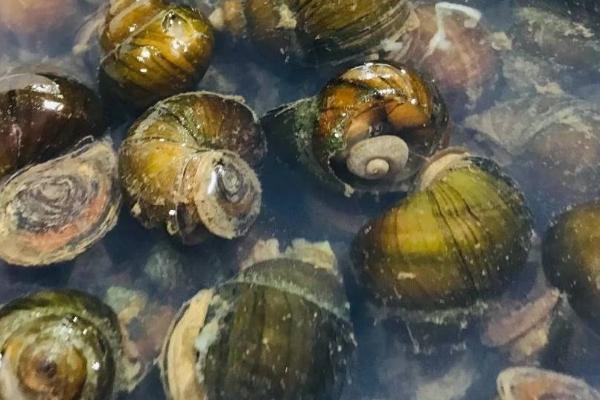 田螺养殖技术,放养的最佳时间为每年3月份