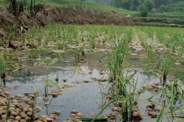 田螺养殖技术,放养的最佳时间为每年3月份