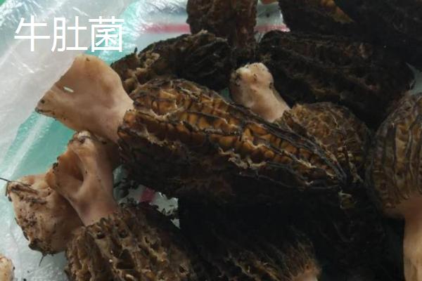 牛肚菌和羊肚菌的区别,外观、产地和生长环境均不同