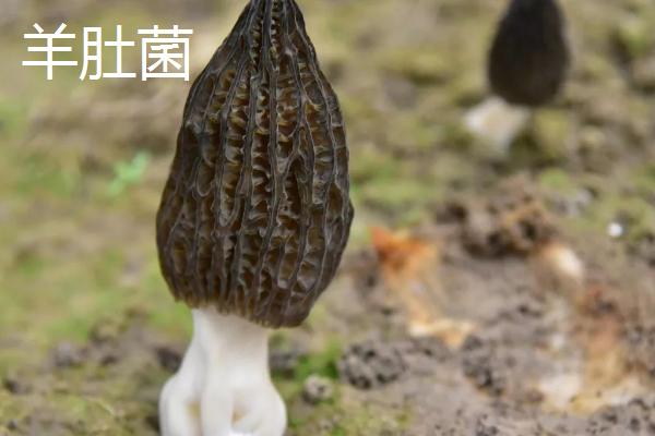 牛肚菌和羊肚菌的区别,外观、产地和生长环境均不同