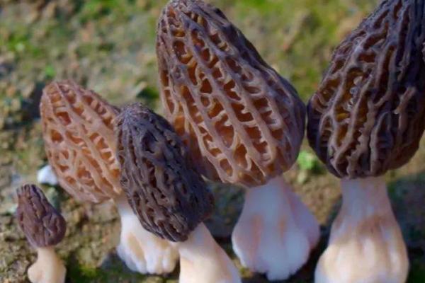 牛肚菌和羊肚菌的区别,外观、产地和生长环境均不同