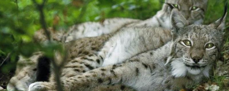 猞猁能当宠物吗