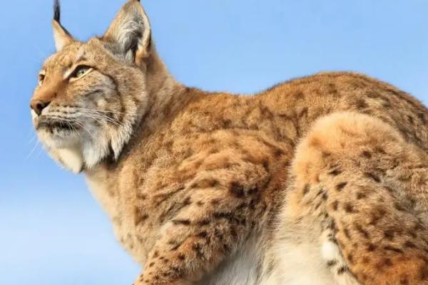 猞猁能当宠物吗,是我国的保护动物不能人工养殖