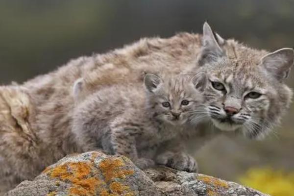 猞猁能当宠物吗,是我国的保护动物不能人工养殖