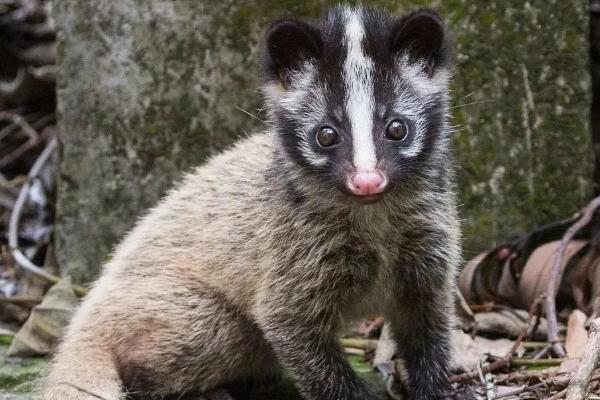 猞猁能当宠物吗,是我国的保护动物不能人工养殖