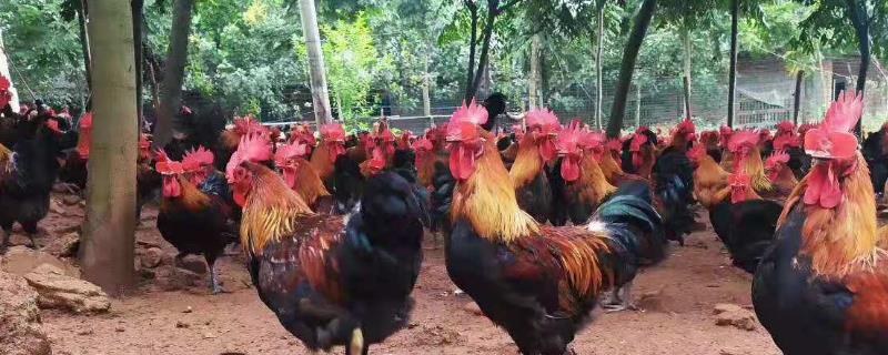 南丹瑶鸡的特征