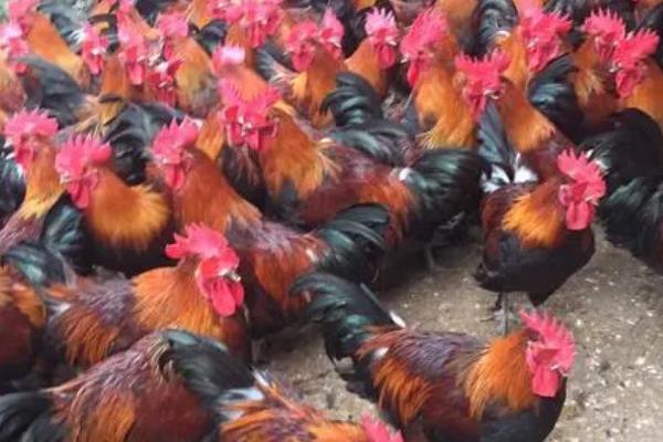 南丹瑶鸡的特征,开产日龄为120-140天