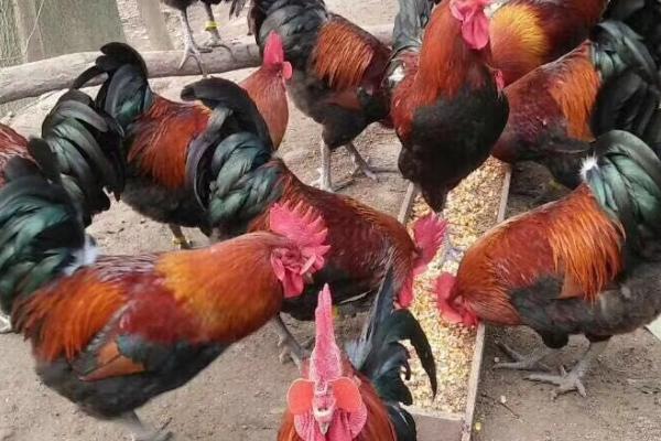 南丹瑶鸡的特征,开产日龄为120-140天