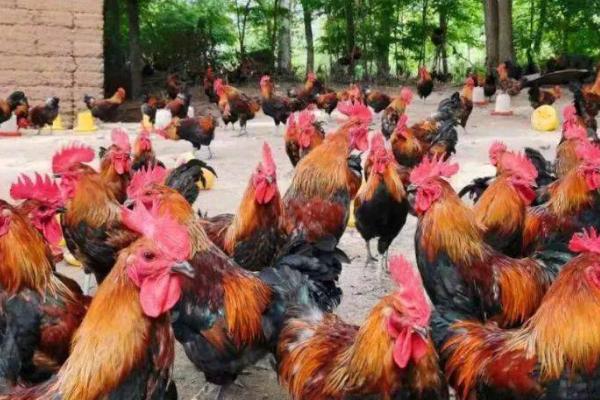 南丹瑶鸡的特征,开产日龄为120-140天