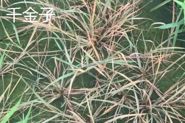 稗草和千金子的区别,稗草无叶舌和叶耳、千金子具有短叶舌