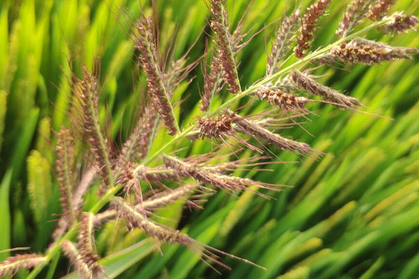 稗草和千金子的区别,稗草无叶舌和叶耳、千金子具有短叶舌