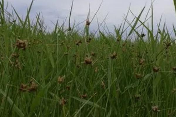 稗草和千金子的区别,稗草无叶舌和叶耳、千金子具有短叶舌