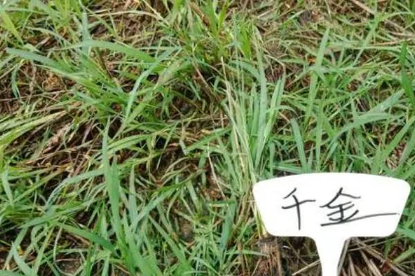 稗草和千金子的区别,稗草无叶舌和叶耳、千金子具有短叶舌