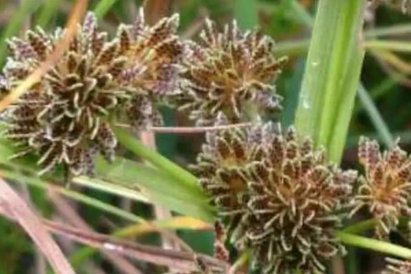 稗草和千金子的区别,稗草无叶舌和叶耳、千金子具有短叶舌