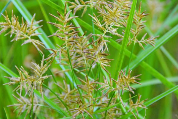 稗草和千金子的区别,稗草无叶舌和叶耳、千金子具有短叶舌