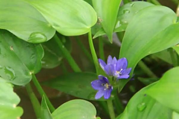 稗草和千金子的区别,稗草无叶舌和叶耳、千金子具有短叶舌