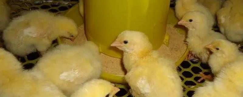 怎么治疗生病的小鸡