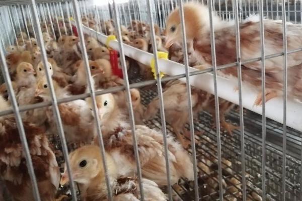 怎么治疗生病的小鸡,需根据实际情况使用针对性药物