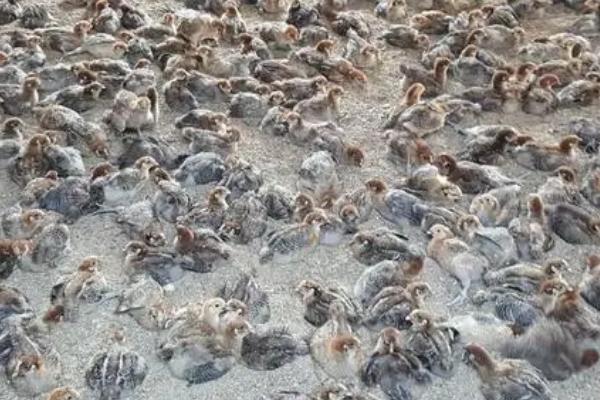 怎么治疗生病的小鸡,需根据实际情况使用针对性药物