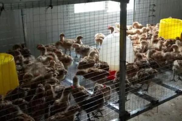 怎么治疗生病的小鸡,需根据实际情况使用针对性药物