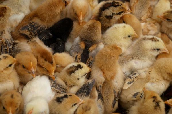 怎么治疗生病的小鸡,需根据实际情况使用针对性药物