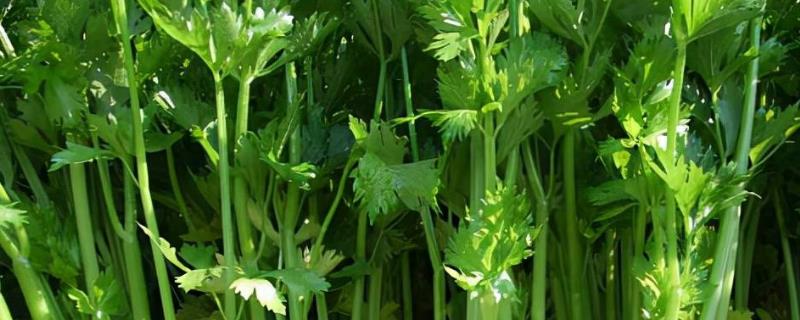 芹菜为什么会苦