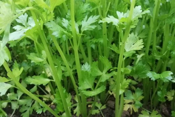 芹菜为什么会苦,旱芹本身就带有苦味
