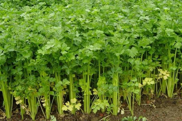 芹菜为什么会苦,旱芹本身就带有苦味