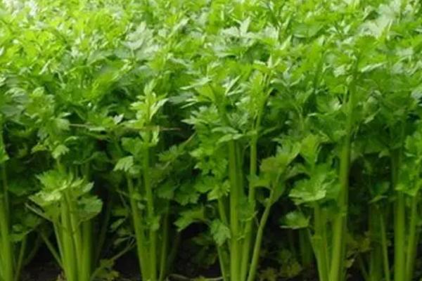 芹菜为什么会苦,旱芹本身就带有苦味