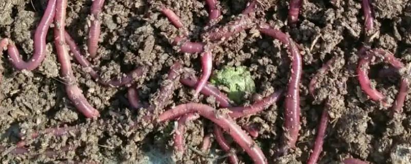 蚯蚓的生长条件