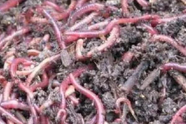 蚯蚓的生长条件,喜欢潮湿的环境