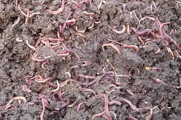 蚯蚓的生长条件,喜欢潮湿的环境