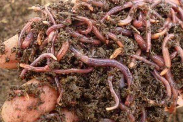 蚯蚓的生长条件,喜欢潮湿的环境